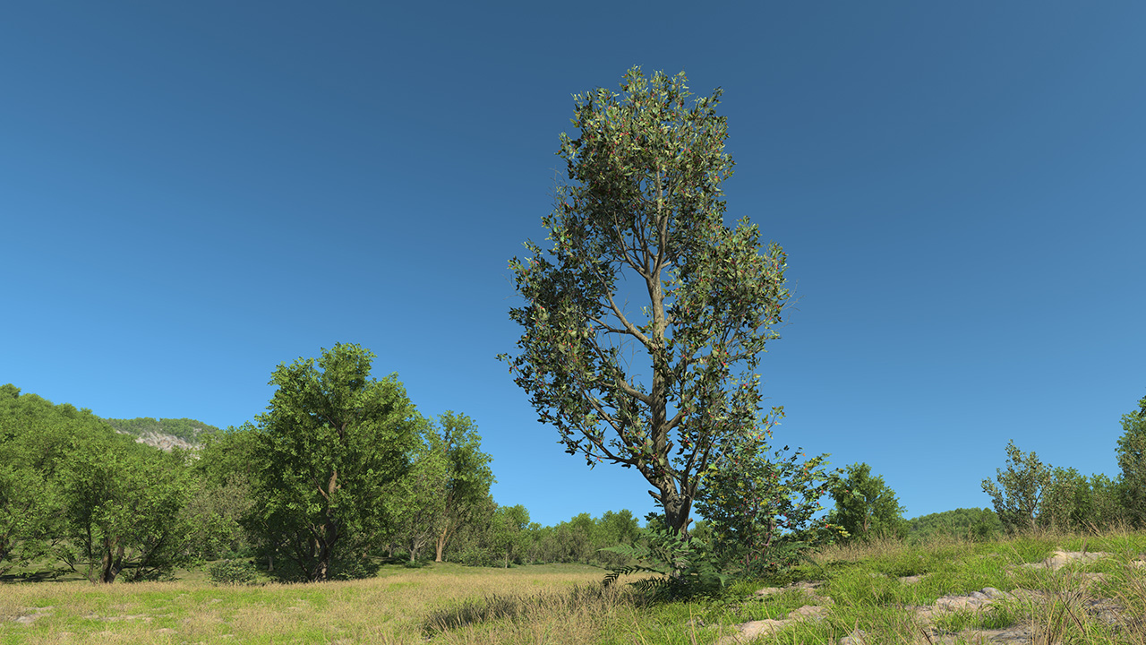 European wild apple_3