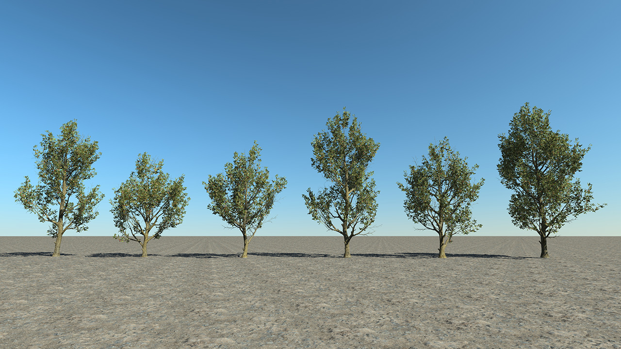 European wild apple_4