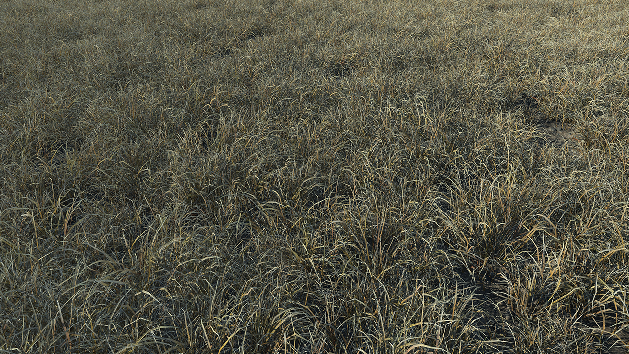 Burnt and frost covered grass_3