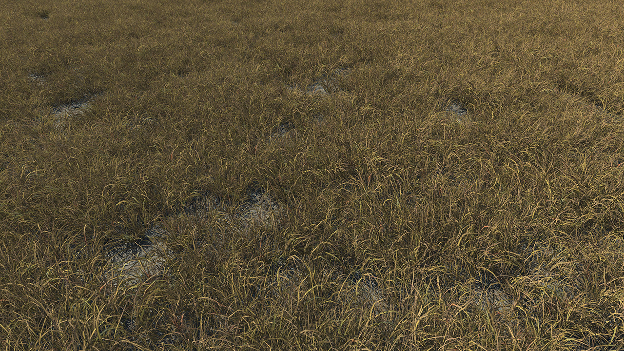 Burnt and frost covered grass_4