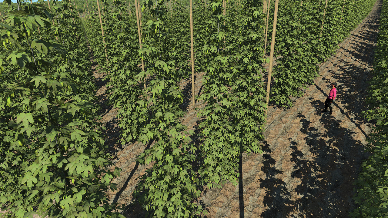 Hops Plants_0