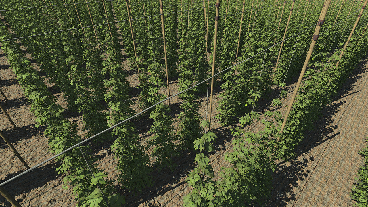 Hops Plants_1