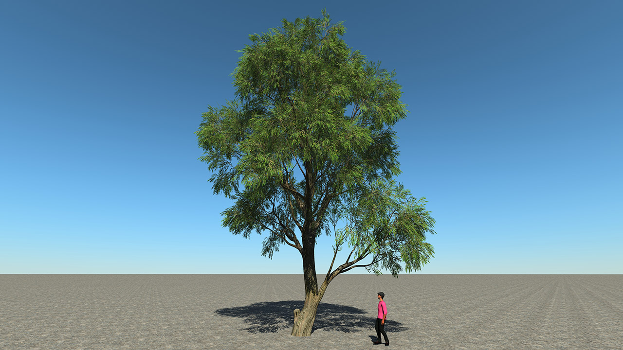 Salix Alba Trees (White willow)_6