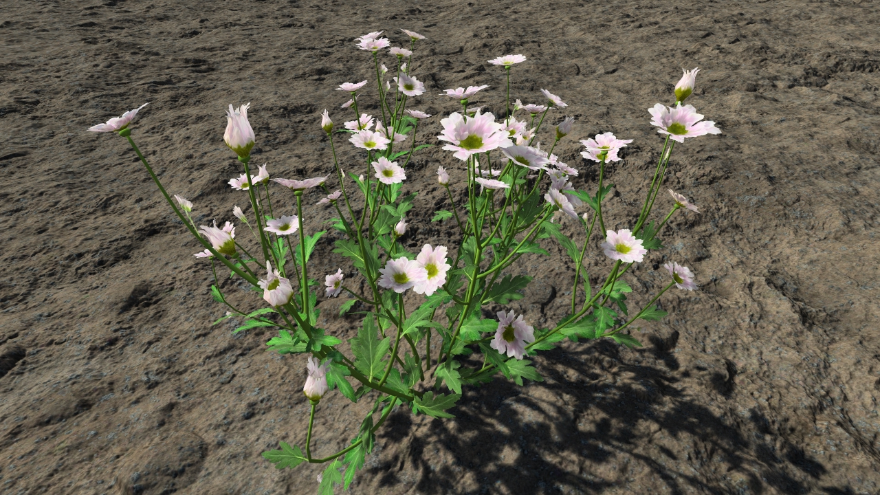 White chrysanthemum poesie_0