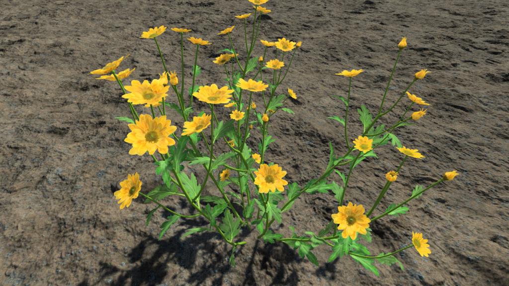 Yellow chrysanthemum poesie