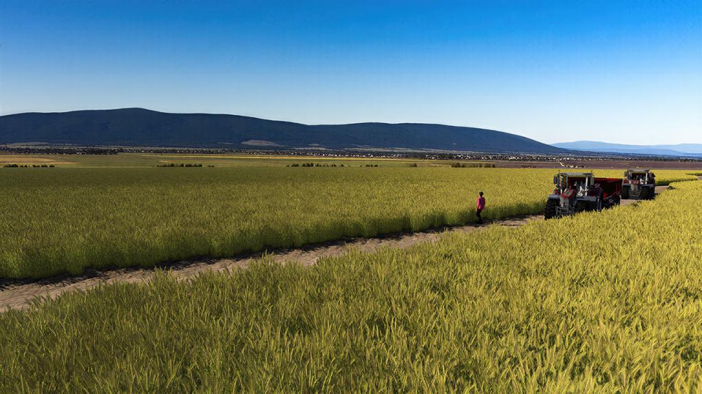 Barley Field Green