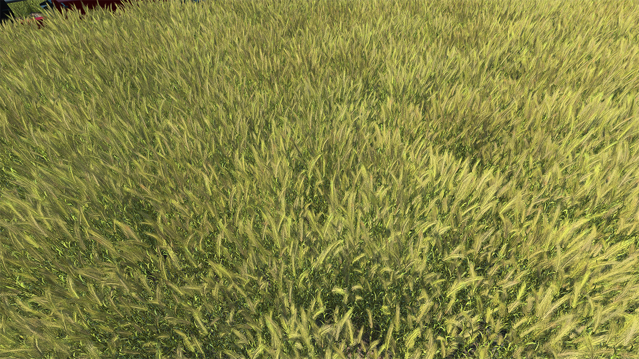 Barley Field Green_0