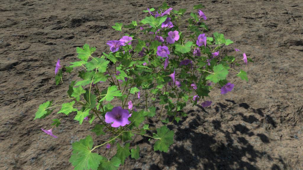 Purple geraniums