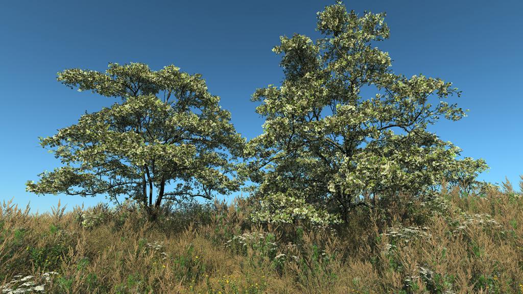 Hawthorn Trees & Shrubs — Spring Bloom