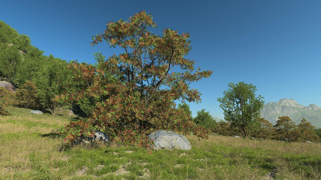 Hawthorn Trees & Shrubs — Summer
