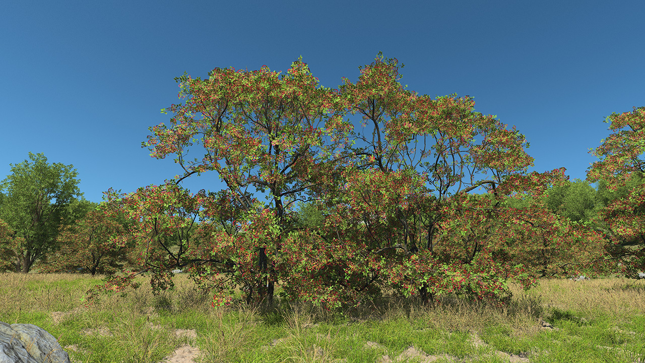 Hawthorn Trees & Shrubs — Summer_0