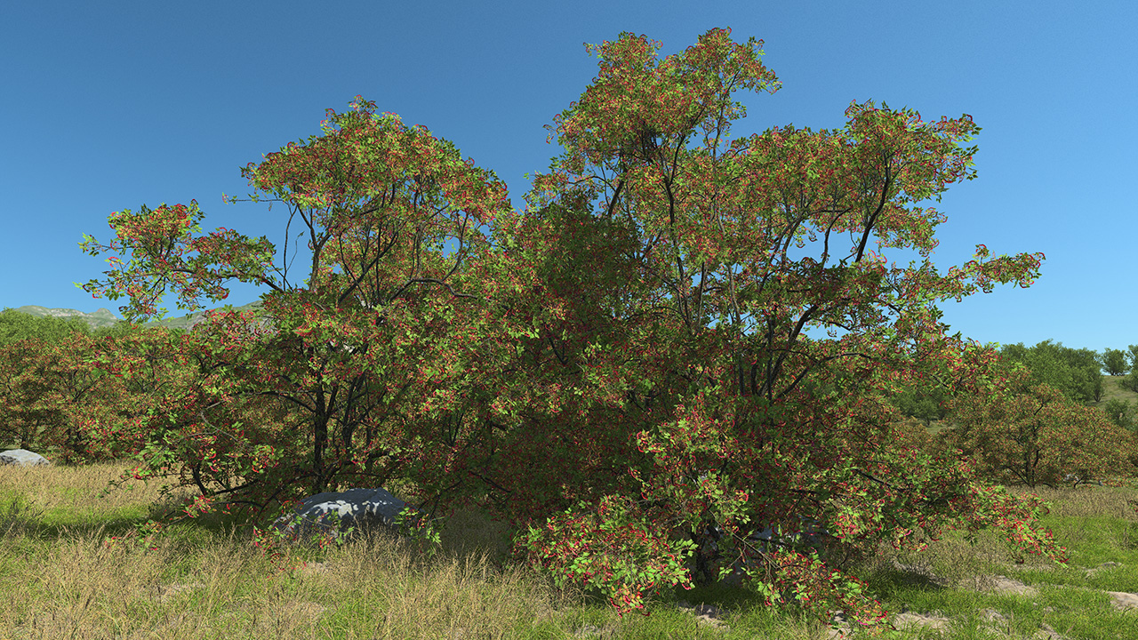 Hawthorn Trees & Shrubs — Summer_1