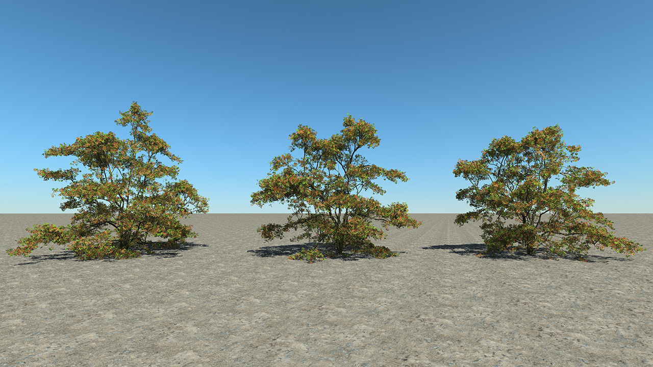 Hawthorn Trees & Shrubs — Summer_3