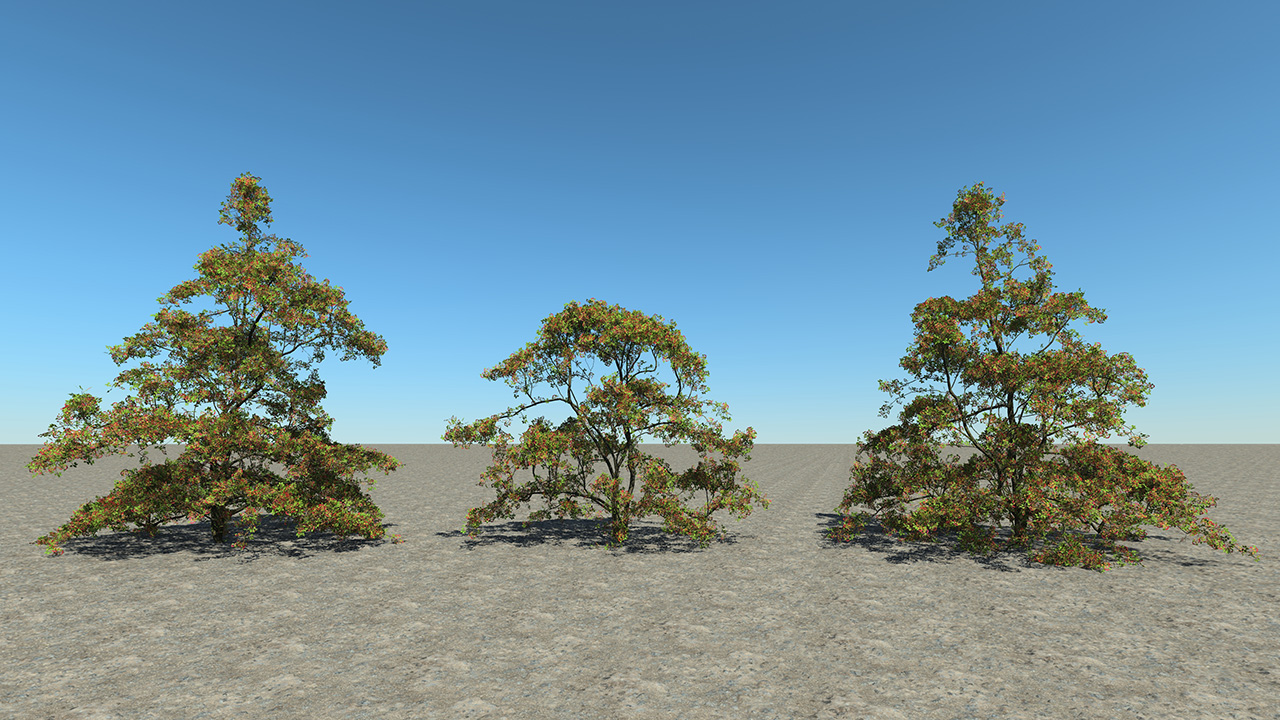 Hawthorn Trees & Shrubs — Summer_4
