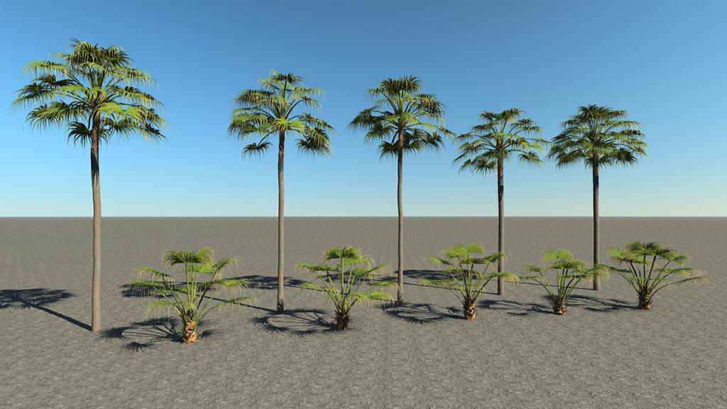 Urban Fan Palms