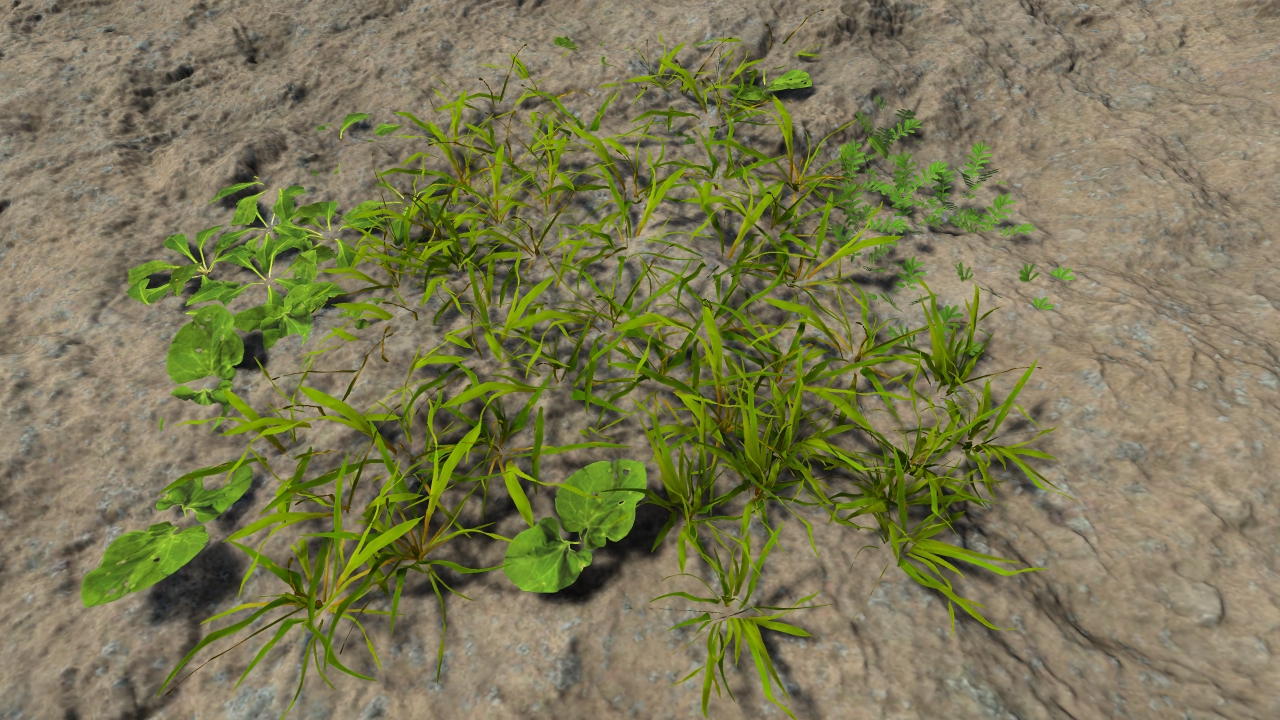 Lawn grass patches_7