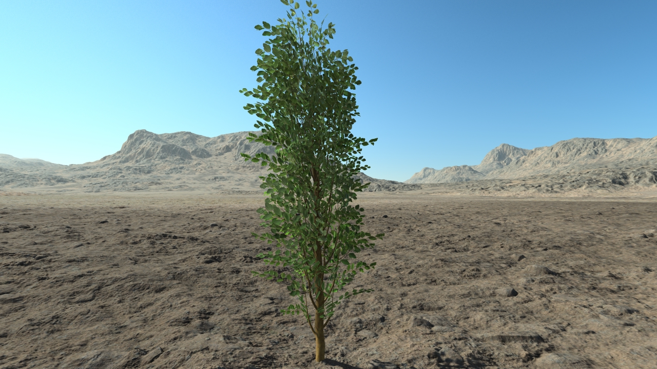 Medium spiraea hedge_2