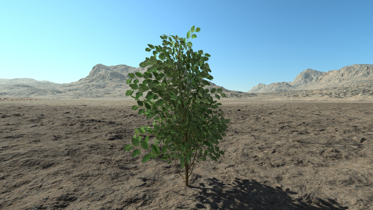 Small spiraea hedge_0