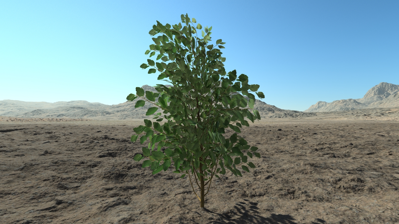 Small spiraea hedge_1