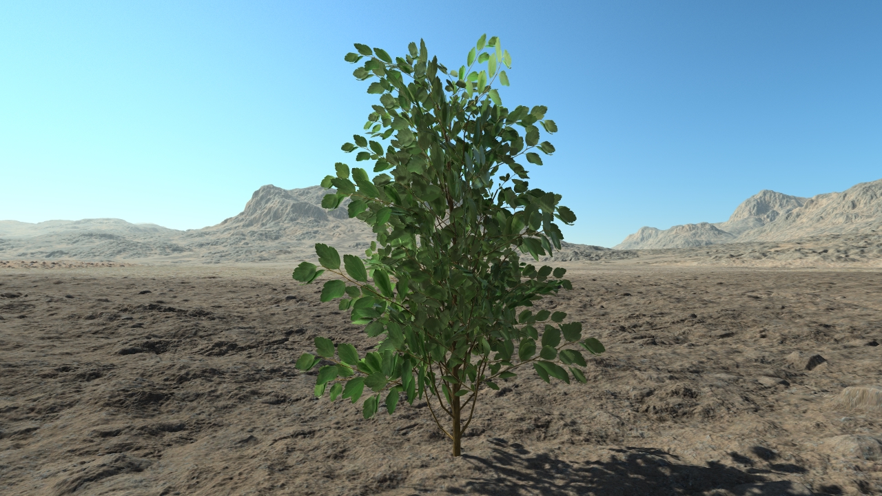 Small spiraea hedge_2