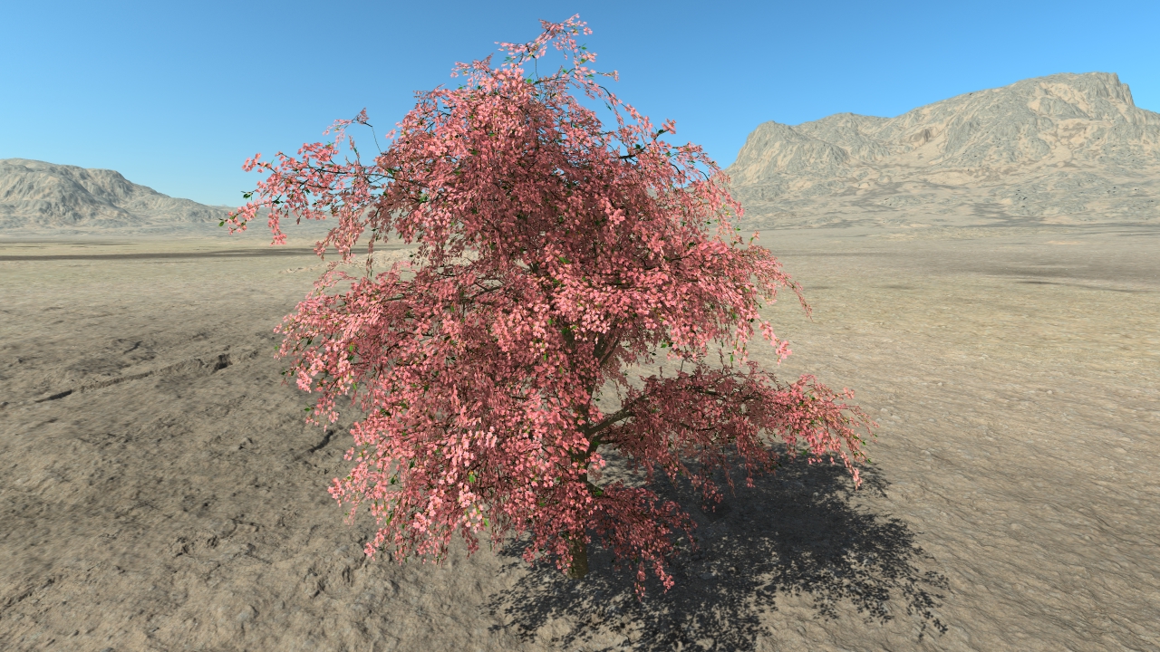 Cherry trees in flowers_7