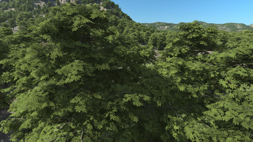 Summer chestnut trees