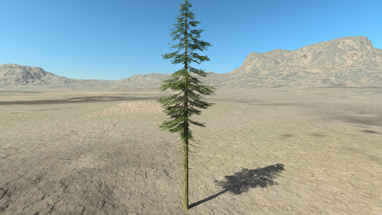 Fir trees_4