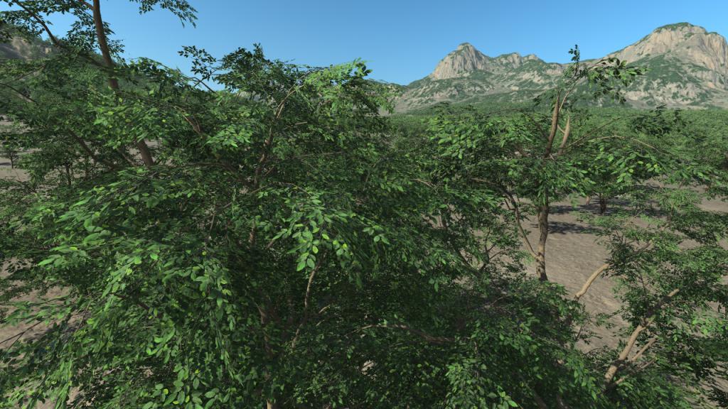 Summer hornbeam trees